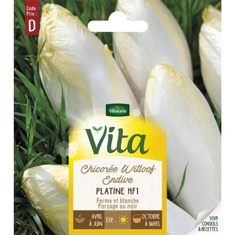 Vita Vilmorin chicoree witloof platine HF1