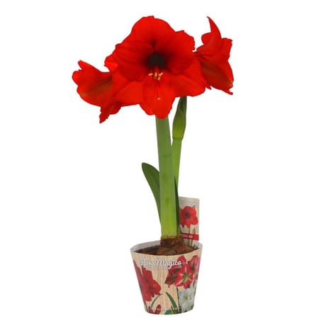 Amaryllis pot 14 cm