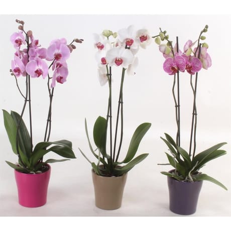 Phalaenopsis 2 tiges pot 12 cm céramique hauteur de 60-70 cm