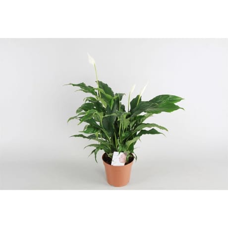 Spathiphyllum pot 17 cm