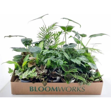 Mini plante pot 9 cm