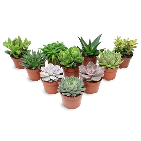 Succulente mixte pot 9 cm