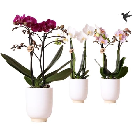 Phalaenopsis pot 9 cm céramique