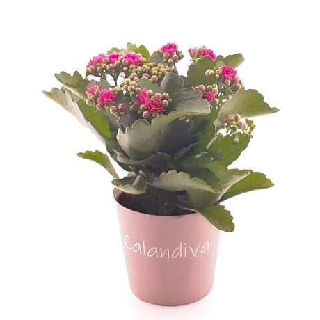 Calandiva pot 10,5 cm potcover