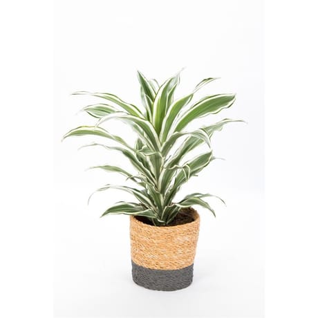 Dracaena mixte pot 17 cm panier