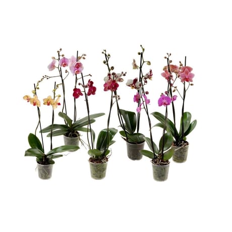 Phalaenopsis 2 tiges pot 12 cm
