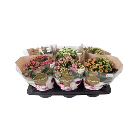 Calandiva pot 15 cm