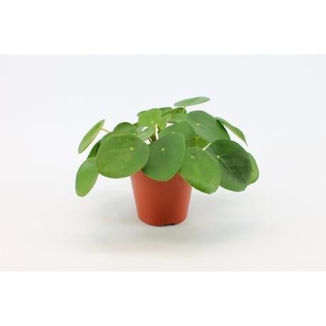 Pilea peperomioides pot 12 cm