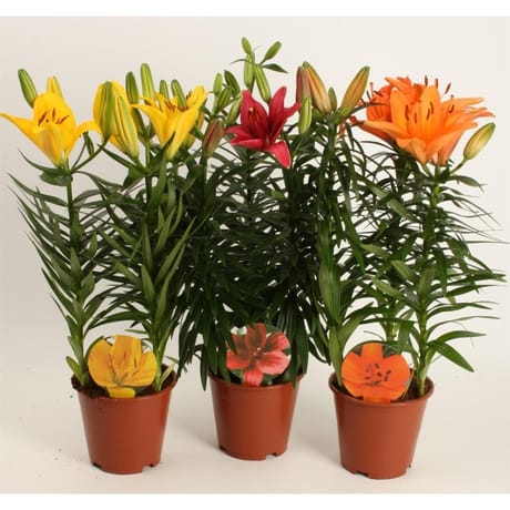 Lys asiatique 3pp pot 13 cm