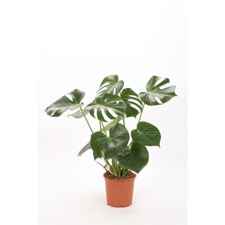 Monstera pot 21 cm