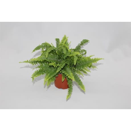 Nephrolepis pot 12 cm