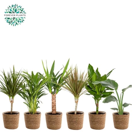 Plante verte en panier
