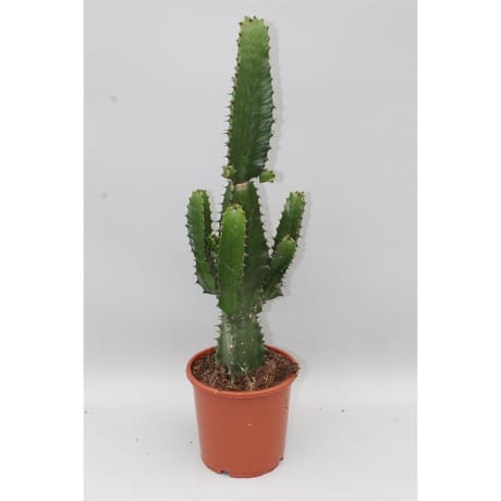 Euphorbia 17cm