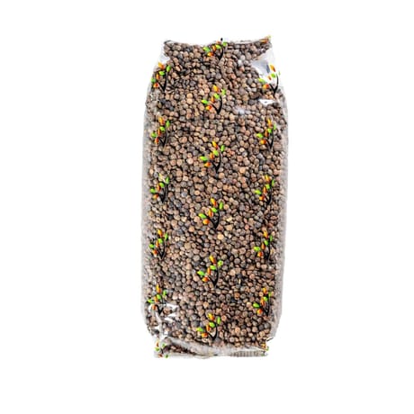 Lentille verte 1KG