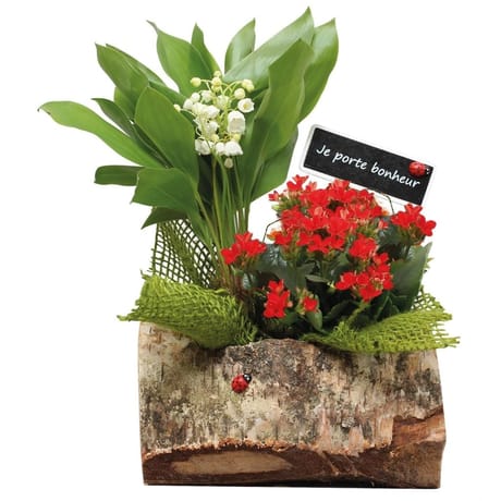 Buche Muguet - Compo Muguet + 1 Plante