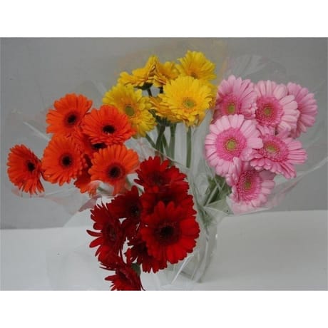 Bouquet de 7 germini existe en différents coloris