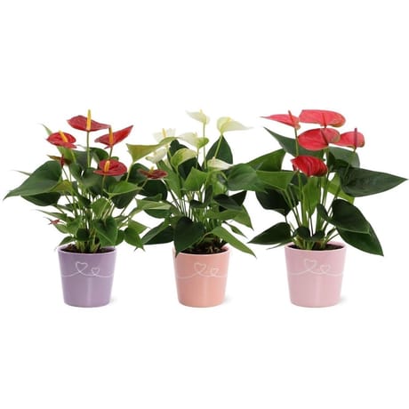 Anthurium pot 12cm céramique