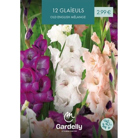 Glaieul Old English mélange 12/14