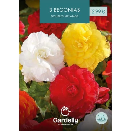 Bégonia double mélange 4/5