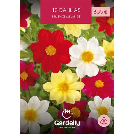 Promo dahlia semence mélange n°II