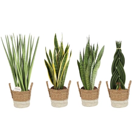 Sansevieria mixte pot 17cm panier