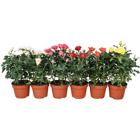 Rosier pot 12cm