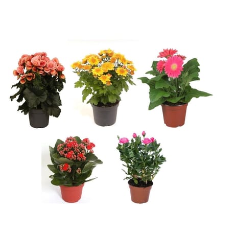 Plante fleurie mixte pot 12cm