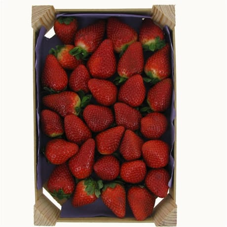 Fraise pitufo 1 kg