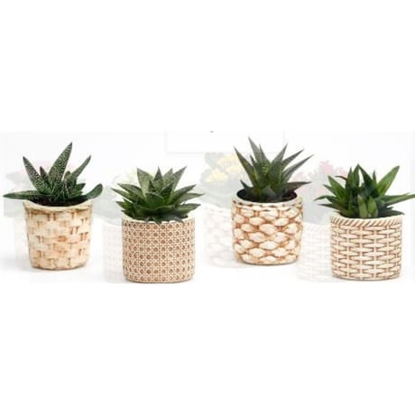 Succulente mix avec pot décor