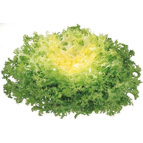 Salade frisée pièce