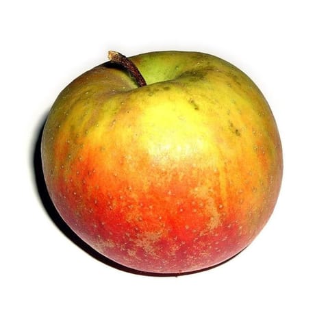 Pomme boskoop