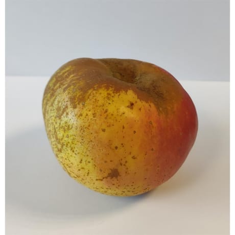 Pomme reinet armorique vra