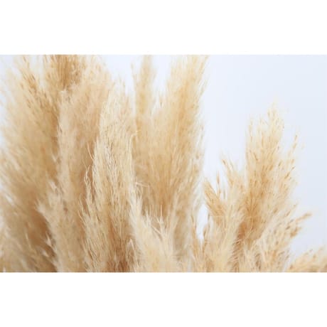 Cortaderia ou fleur de la pampa x3