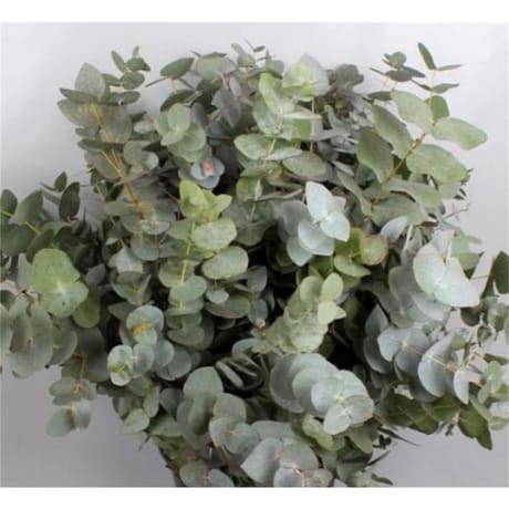 Eucalyptus