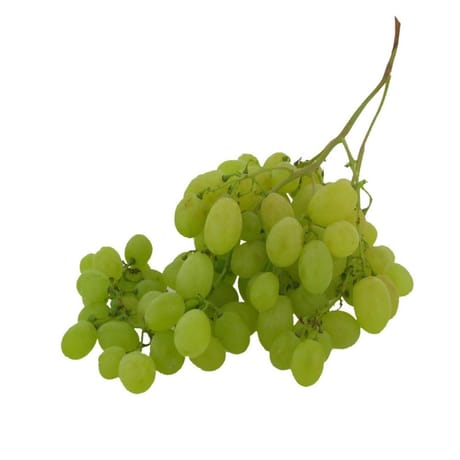 RAISIN BLANC SANS PEPIN VRAC