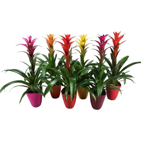 Guzmania céramique en pot de 13 cm