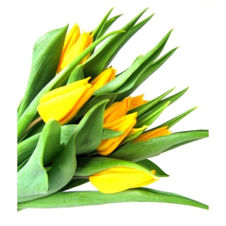 10 tulipes assortis ton chaud