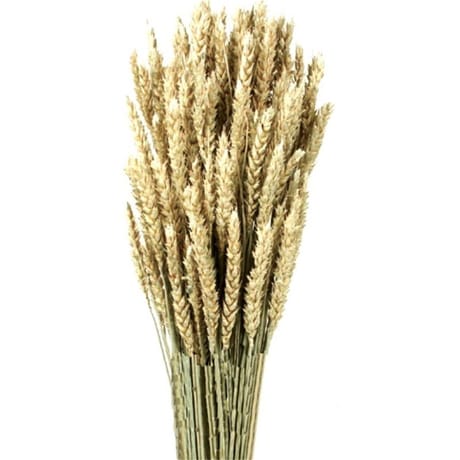 Blé séché lamboo