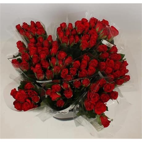 Bouquet de 9 roses rouge tiges 50 cm