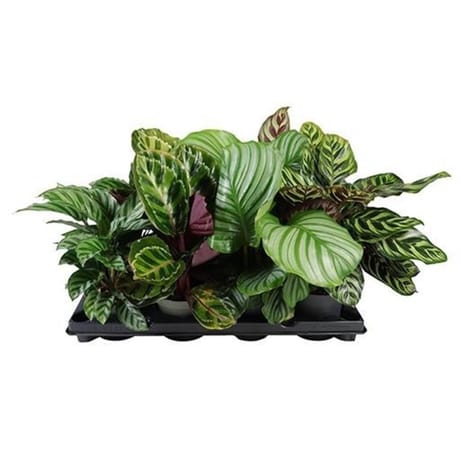Alocasia calathea
