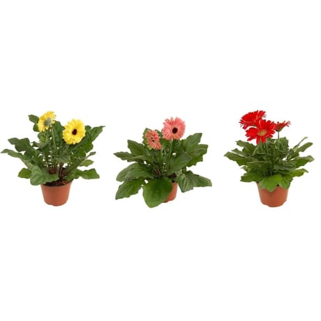 Gerbera pot 12cm