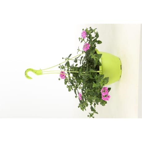 Verbena pot suspension 25cm