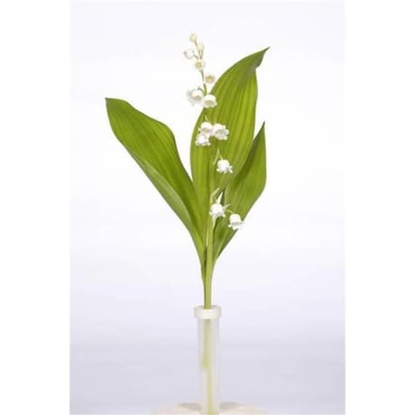 Muguet 1 brin s/pipette