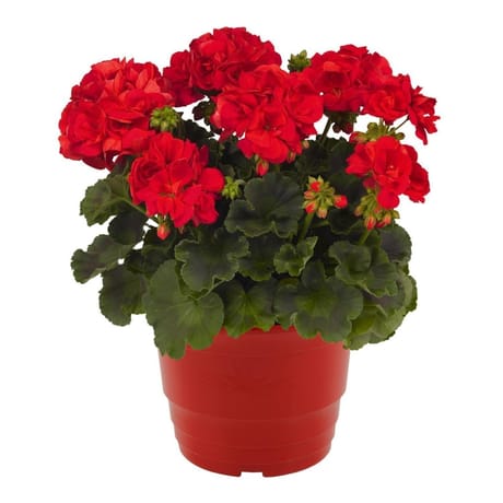 Géranium mojo pot 4.5l