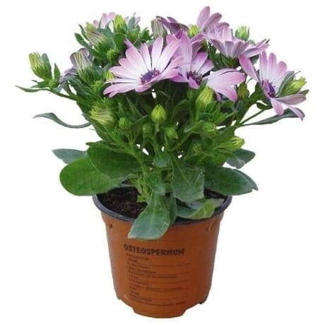 Osteospermum pot de 0,5l