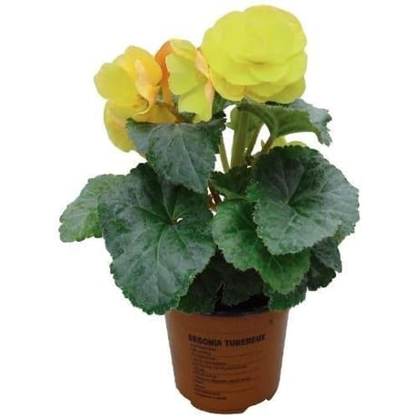 Begonia tubureux pot de 10.5 cm