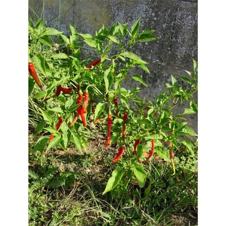 Piment bio pot 0.5L