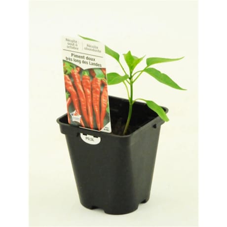 Piment doux très long des Landes pot 0.5L