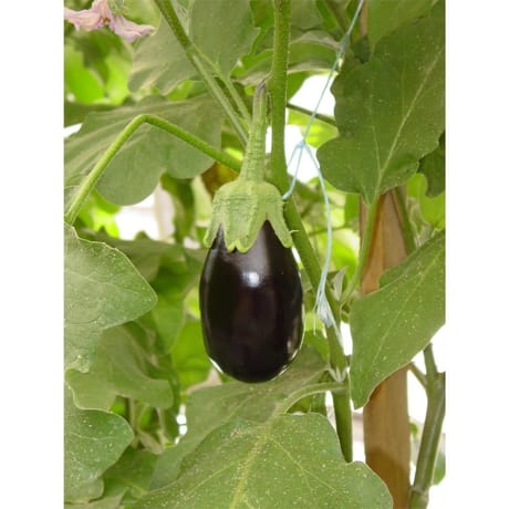 Aubergine barulo meronda bio pot 0.5L