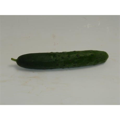Le Potager de Marie Line concombre court bio
